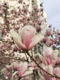 玉兰花