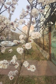 杏花