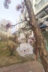 杏花