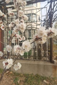 杏花
