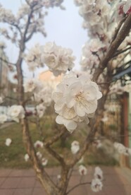 杏花
