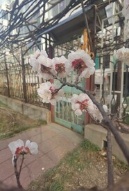 杏花