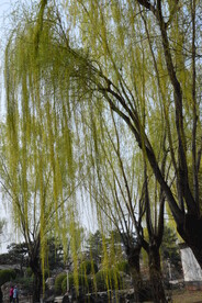 大观园风景  