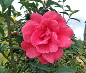 山茶花开