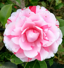 山茶花开