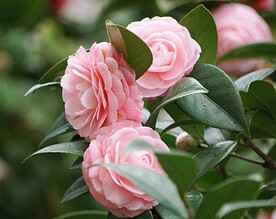 山茶花开