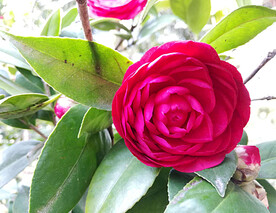 山茶花开
