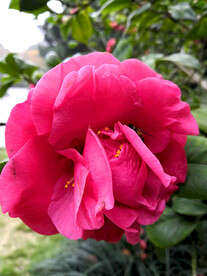 山茶花开