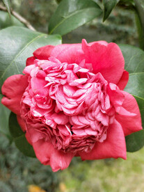 山茶花开