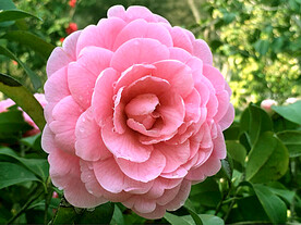 山茶花开