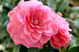 山茶花开
