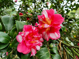 山茶花开