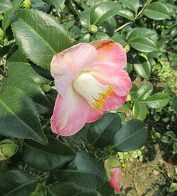 山茶花开