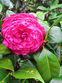 山茶花开