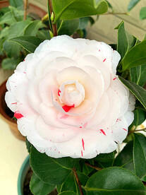 山茶花开