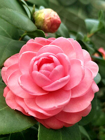 山茶花开