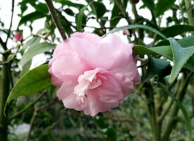 山茶花开