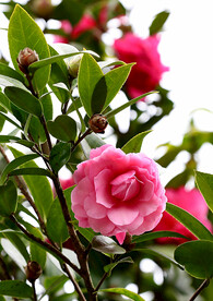 山茶花开