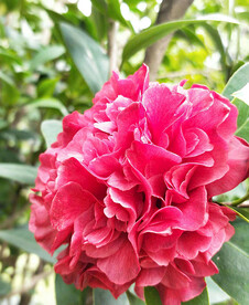 山茶花开
