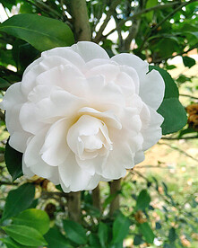 山茶花开