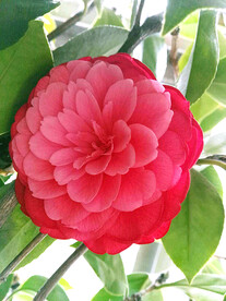 山茶花开