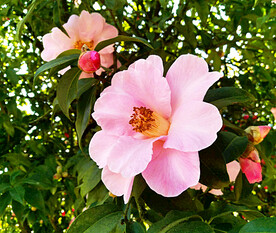 山茶花开