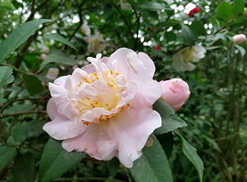 山茶花开