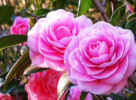 山茶花开
