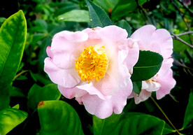 山茶花开