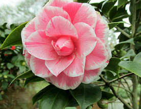 山茶花开