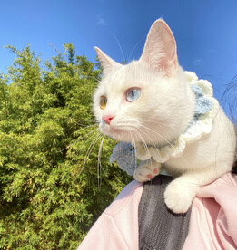 猫咪