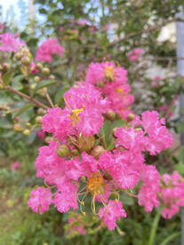 紫薇花