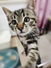 狸花猫幼崽