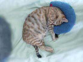 孕猫