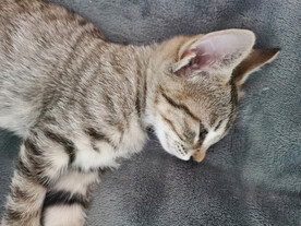 2月大的猫
