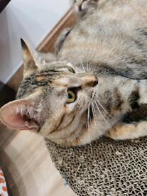 2月大的猫