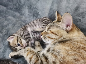 猫妈和猫崽