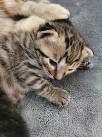 2周大的奶猫