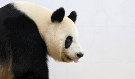 熊猫图片