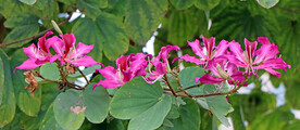 紫荆花