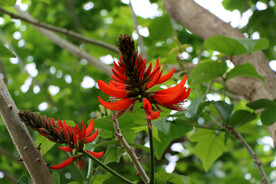 刺桐花