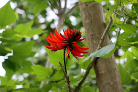 刺桐花
