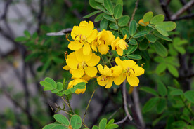 黄槐决明花