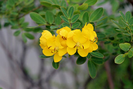 黄槐决明花