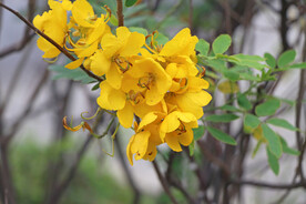 黄槐决明花