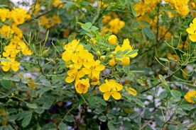 黄槐决明花