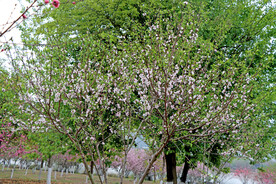 白色桃花盛开
