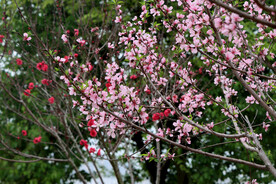 桃花盛开