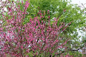 桃花盛开
