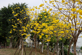 风铃花